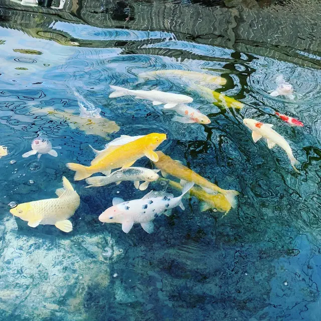 Tank Me Later Aquarium & Pond Services — photo from the business 2
