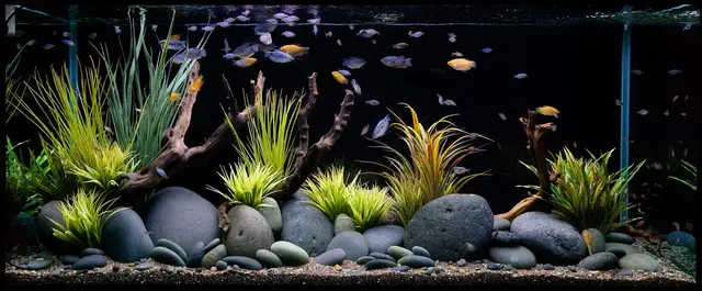 Tank Me Later Aquarium & Pond Services — photo from the business 7