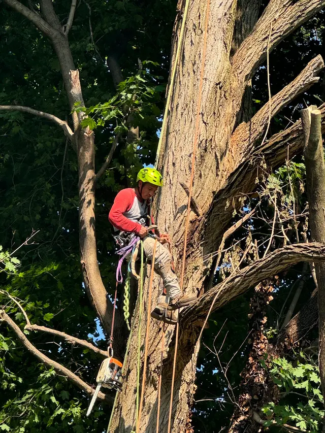 Angels Landscaping Tree Work & Design — photo from the business 7