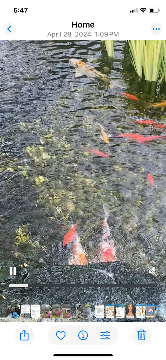 Customer photo of work by Torii Koi and Pond, from Mark Gholson's review