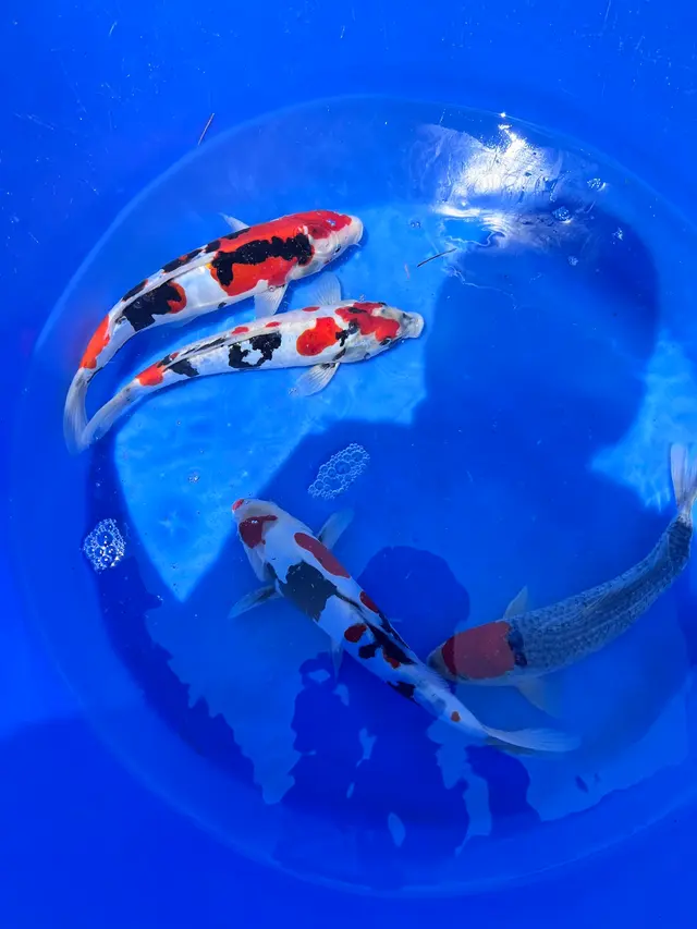 Torii Koi and Pond — customer photo 3