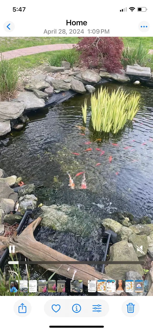 Customer photo of work by Torii Koi and Pond, from Mark Gholson's review