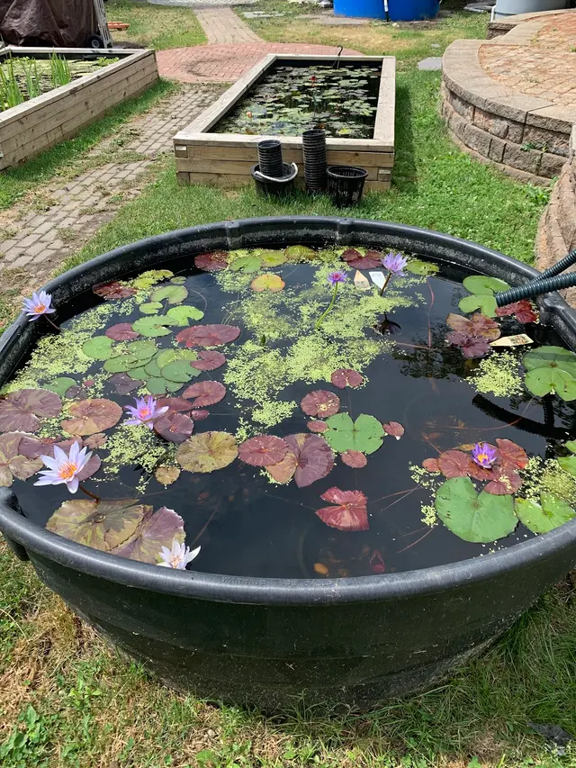 Torii Koi and Pond — customer photo 10