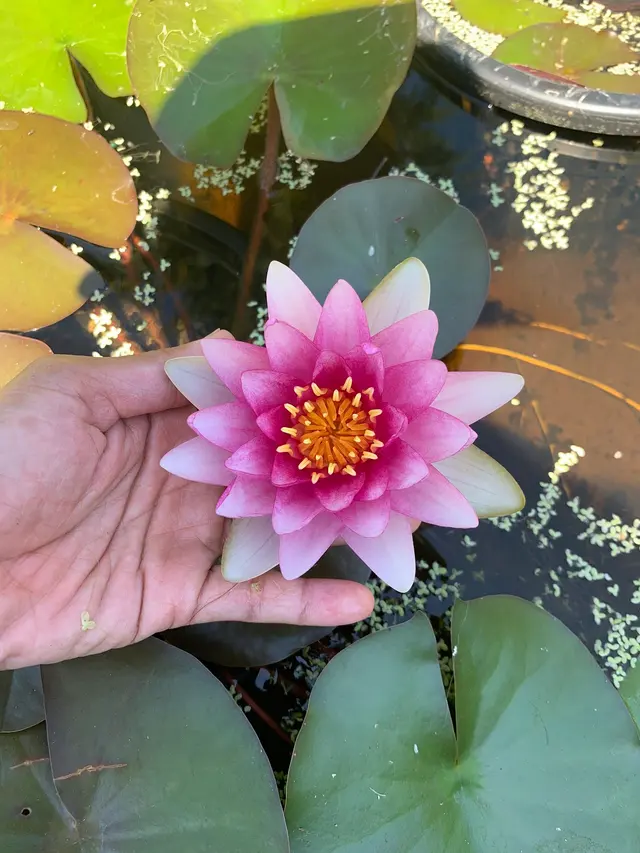 Torii Koi and Pond — customer photo 9
