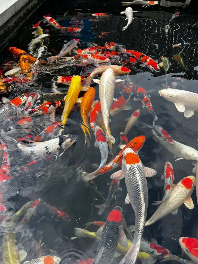 Torii Koi and Pond — customer photo 5