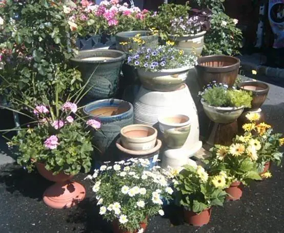 Starkie Bros Garden Center — photo from the business 10