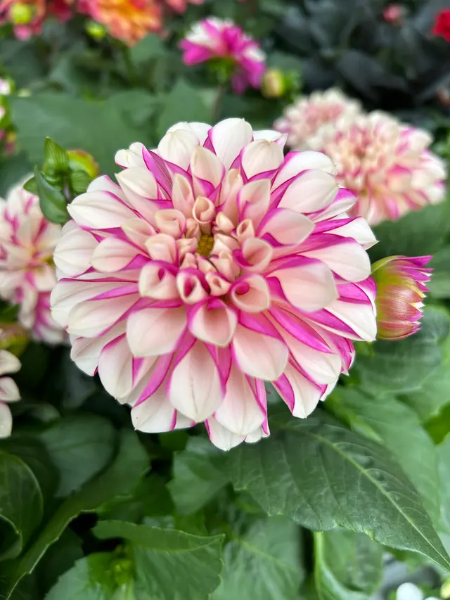 Starkie Bros Garden Center — photo from the business 12