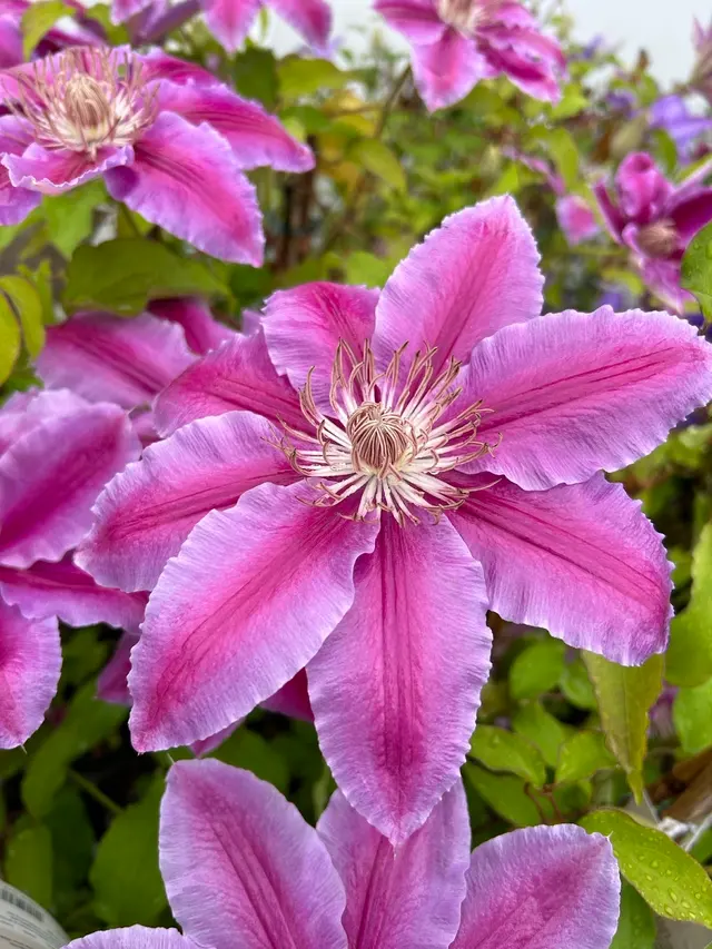 Starkie Bros Garden Center — photo from the business 5