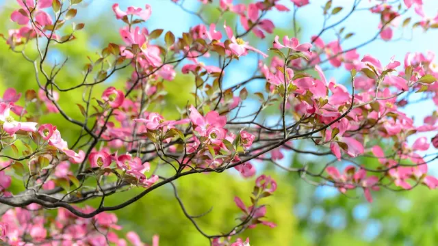 Starkie Bros Garden Center — photo from the business 1