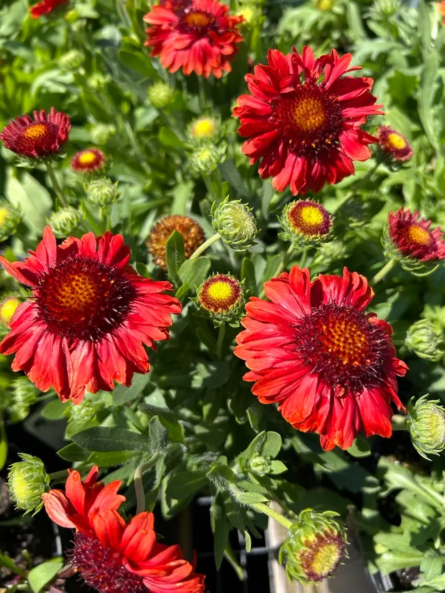 Starkie Bros Garden Center — photo from the business 4