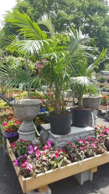 Starkie Bros Garden Center — photo from the business 8