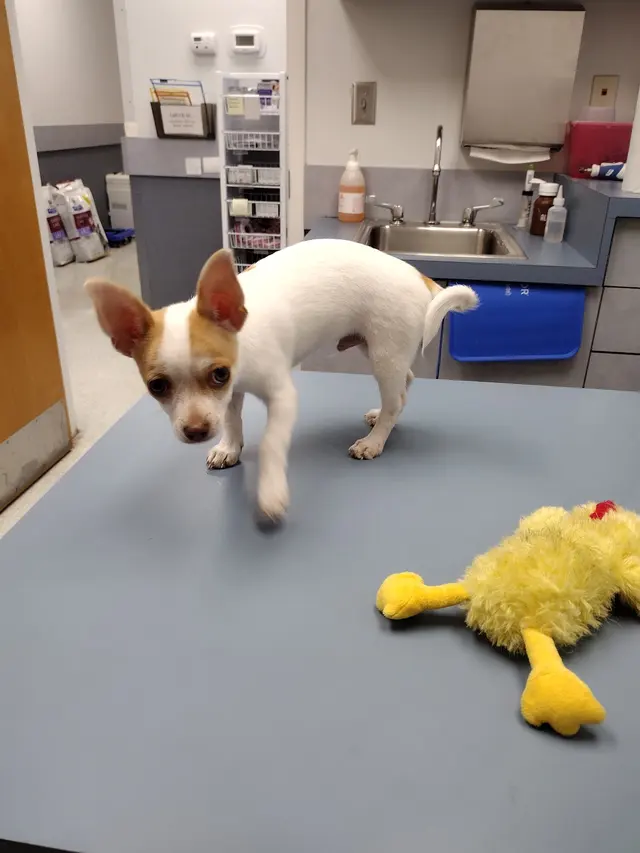 Dickson Animal Clinic — customer photo 1