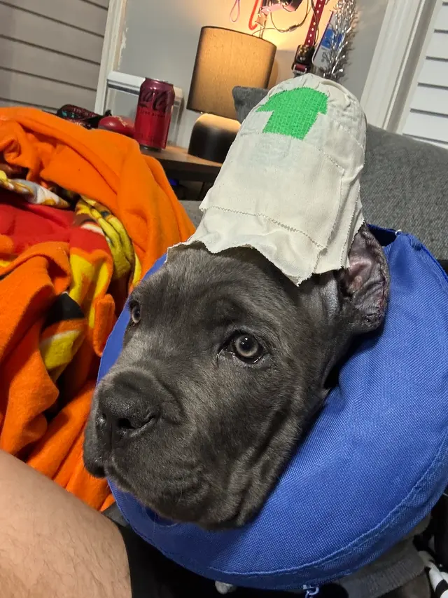 Dickson Animal Clinic — customer photo 3