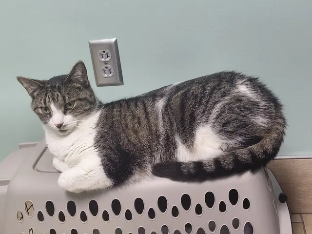 Dickson Animal Clinic — customer photo 4