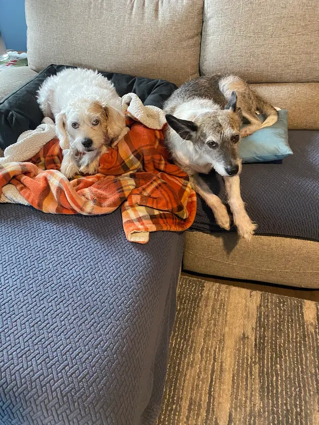 New Hope Veterinary Hospital — customer photo 12