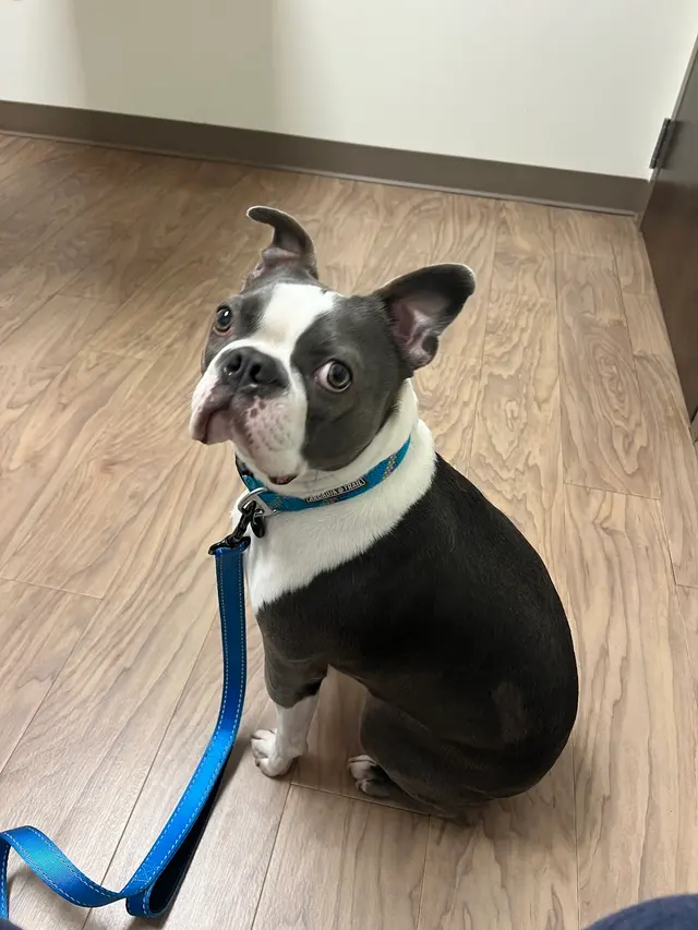 New Hope Veterinary Hospital — customer photo 4