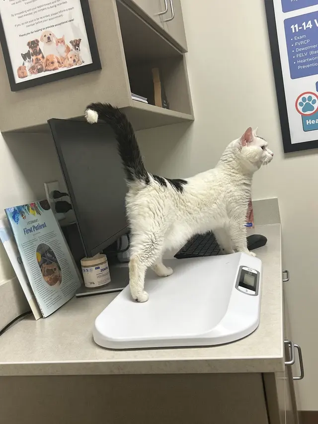 New Hope Veterinary Hospital — customer photo 1