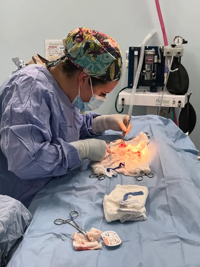 Whole Pet Veterinary Hospital - Davidson — photo from the business 7