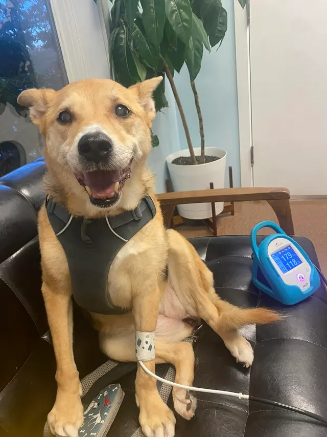 Whole Pet Veterinary Hospital - Davidson — photo from the business 6