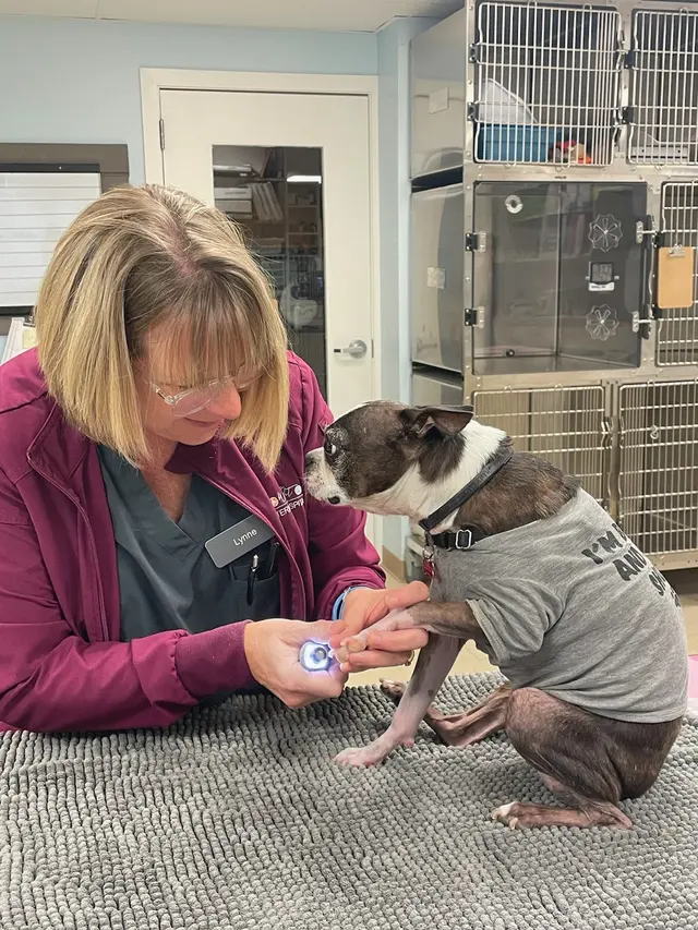 Whole Pet Veterinary Hospital - Davidson — photo from the business 3