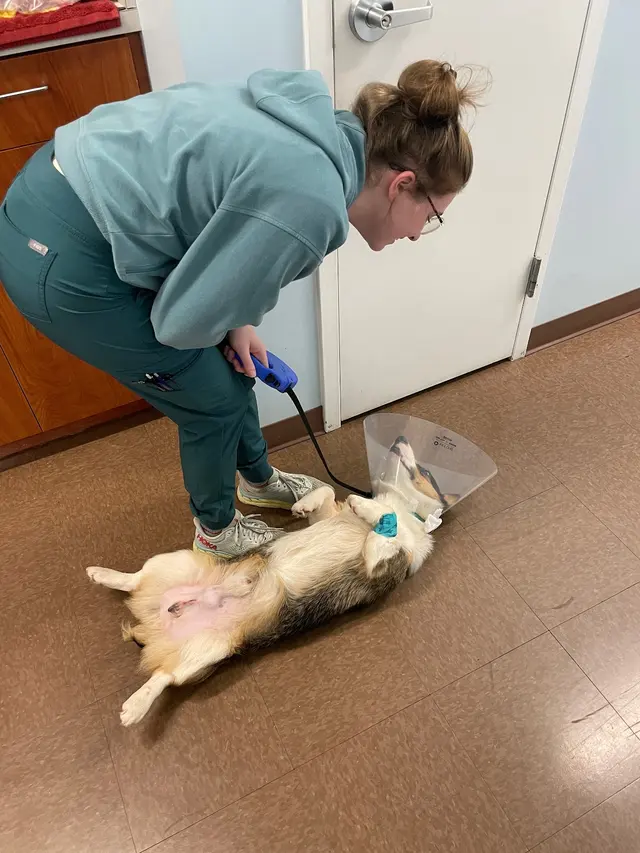 Whole Pet Veterinary Hospital - Davidson — photo from the business 8