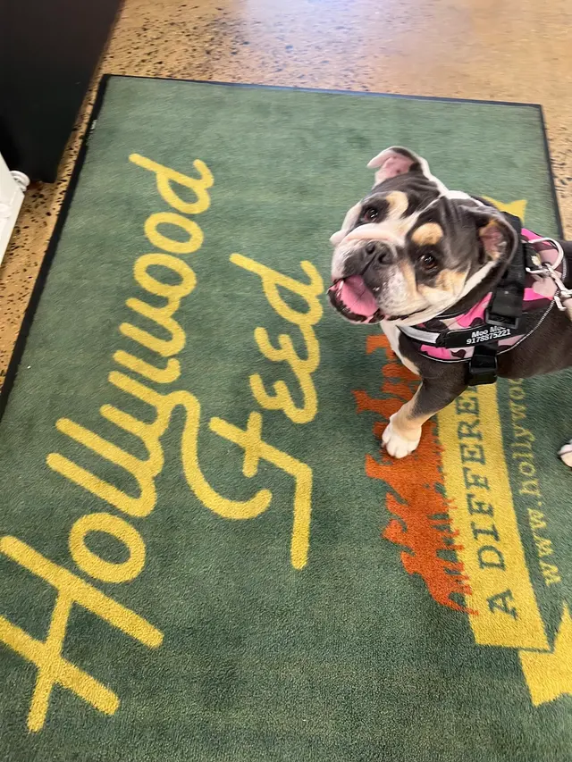Hollywood Feed — customer photo 11