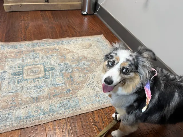 DownDog Veterinary Clinic — customer photo 4