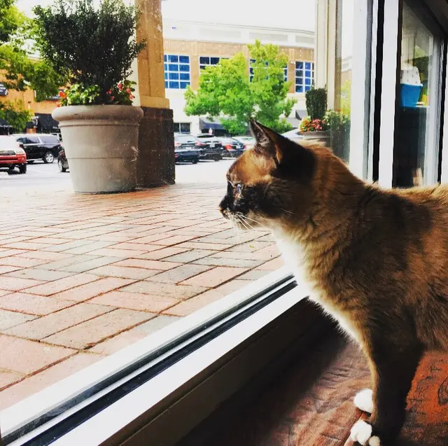 DownDog Veterinary Clinic — photo from the business 9