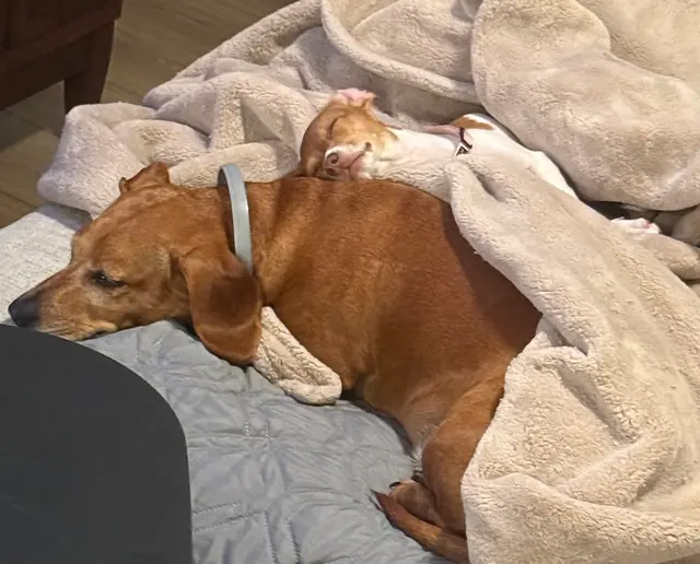 Customer photo of work by DownDog Veterinary Clinic, from Jocelyne Martinez's review
