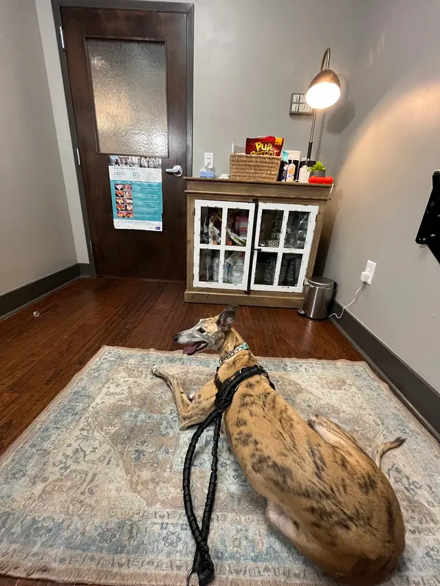 DownDog Veterinary Clinic — customer photo 8