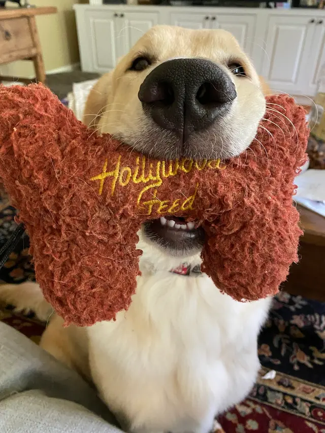 Hollywood Feed — customer photo 8