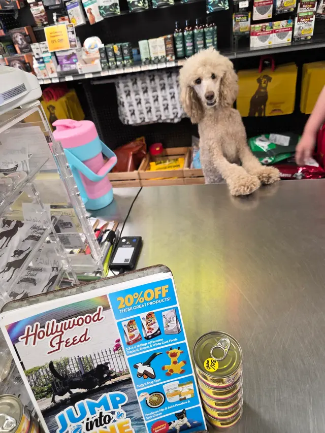 Hollywood Feed — customer photo 6
