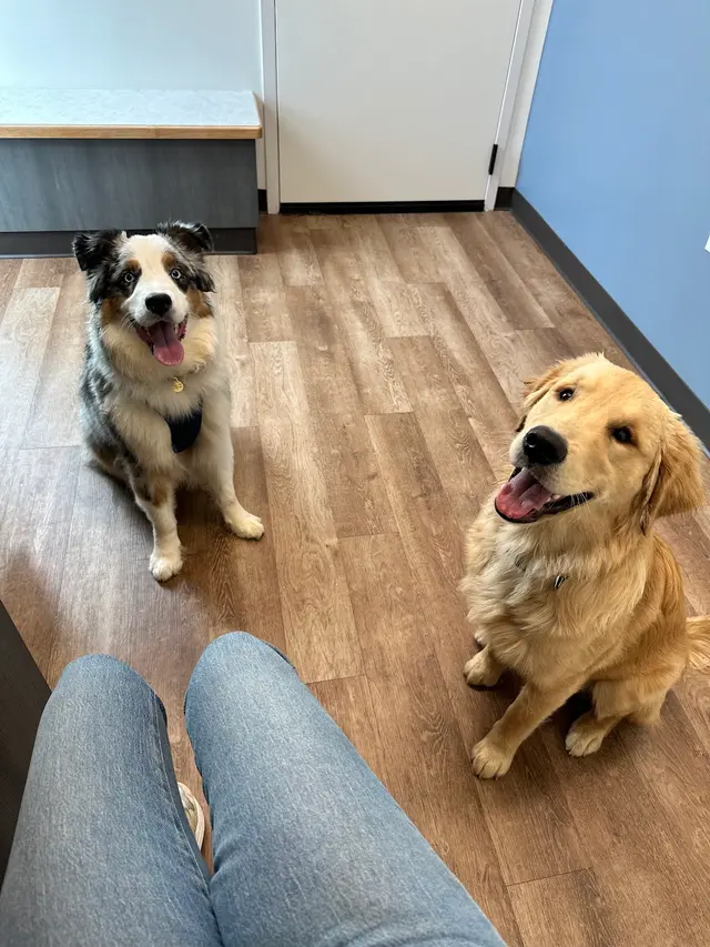 GoodVets Montford — customer photo 4
