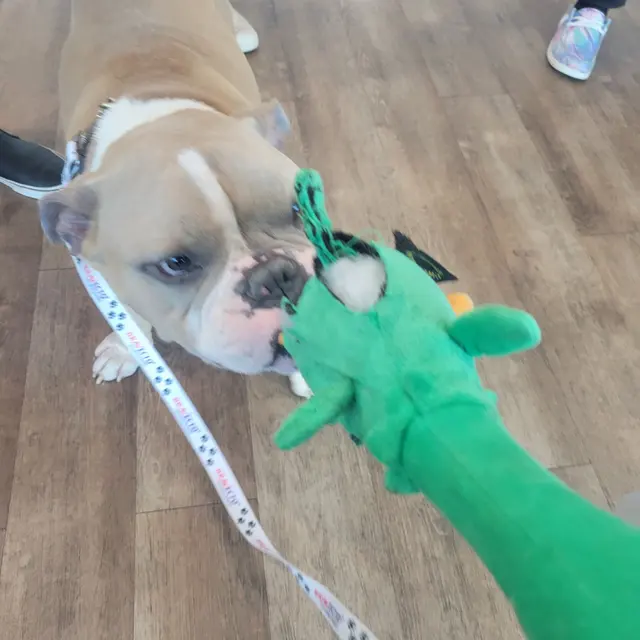 GoodVets Montford — customer photo 5