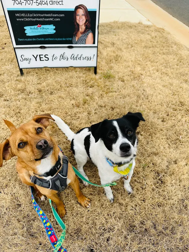 Delilah's Critter Care, LLC — photo from the business 7
