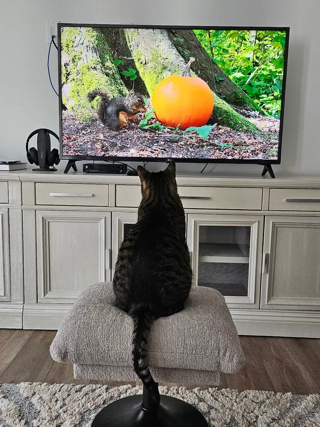 Customer photo of work by Delilah's Critter Care, LLC, from Suzanne Davis's review