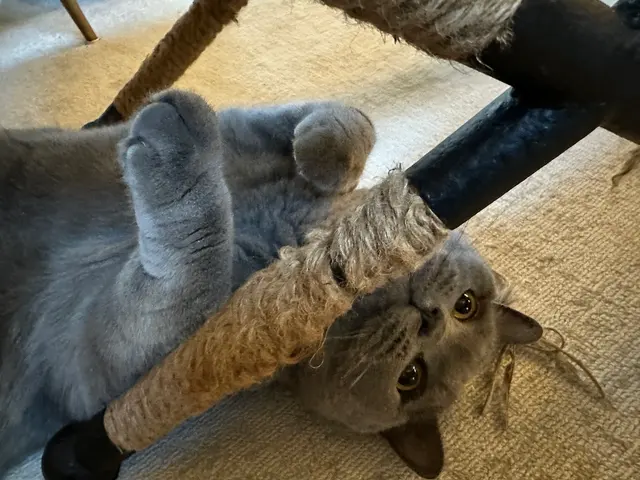 Delilah's Critter Care, LLC — photo from the business 9