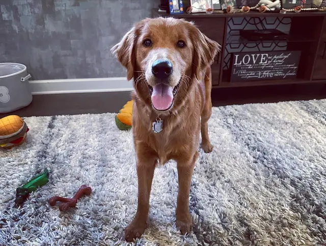 Delilah's Critter Care, LLC — photo from the business 11
