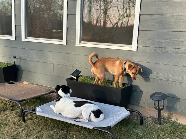 Delilah's Critter Care, LLC — photo from the business 4