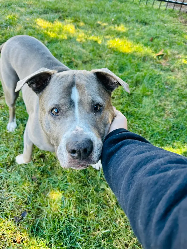 Delilah's Critter Care, LLC — photo from the business 1