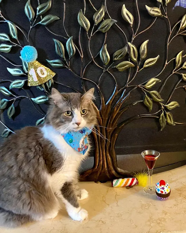 Delilah's Critter Care, LLC — photo from the business 12