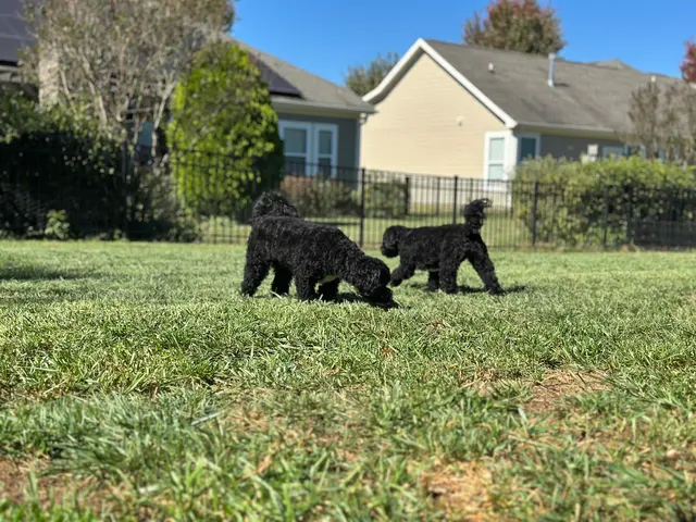 Delilah's Critter Care, LLC — photo from the business 10