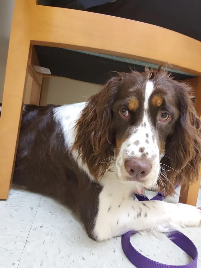 South Point Pet Hospital — customer photo 6