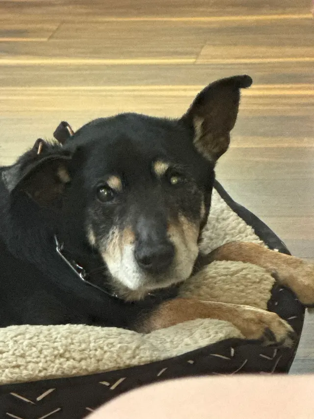 South Point Pet Hospital — customer photo 10