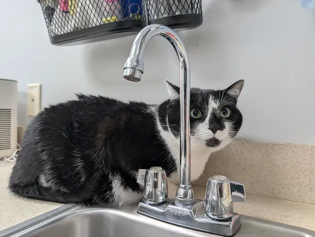 South Point Pet Hospital — customer photo 7