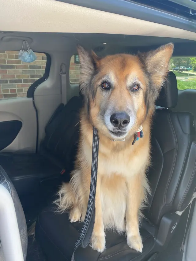 South Point Pet Hospital — customer photo 11
