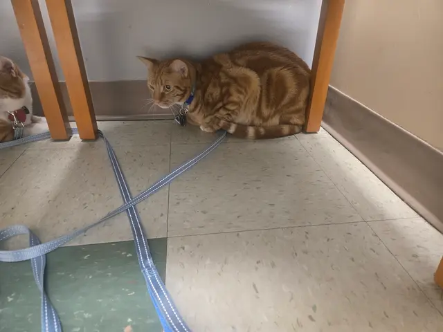South Point Pet Hospital — customer photo 4