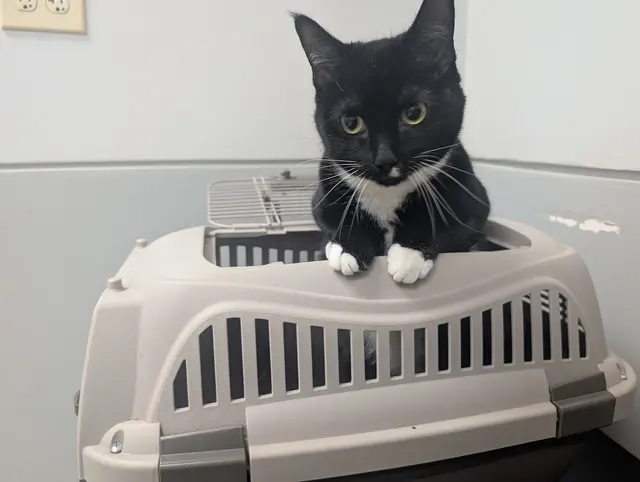 South Point Pet Hospital — customer photo 12