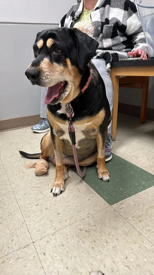 South Point Pet Hospital — customer photo 3