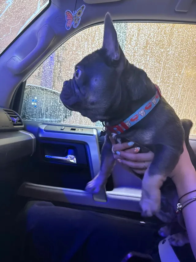 Mr. Magic Car Wash - Bethel Park — customer photo 10
